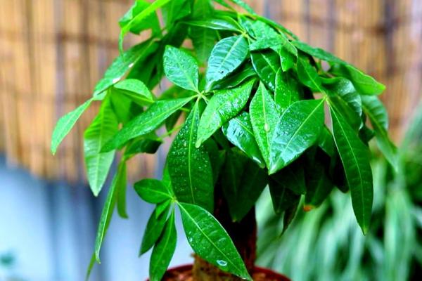 买了“发财树”，别把方位摆错