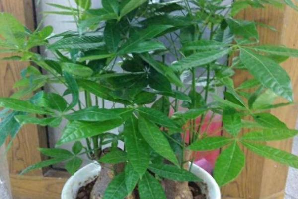 买了“发财树”，别把方位摆错