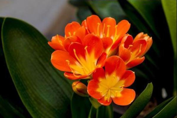 为了什么 十二星座愿意放下触手可及的富贵？