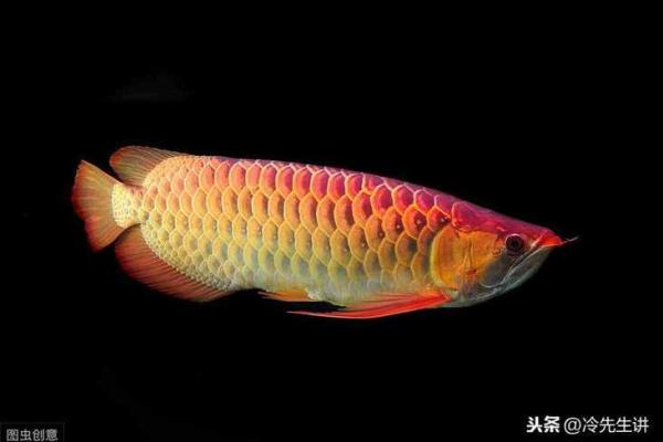 梦见把鱼送给算命先生吃