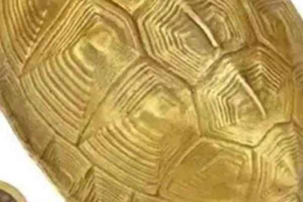 什么龟壳算命比较好 什么龟壳算命比较好