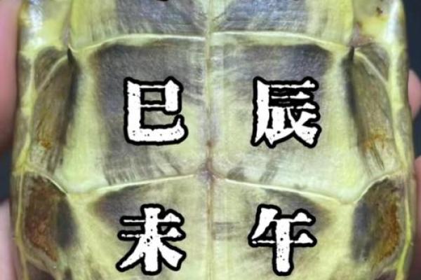 什么龟壳算命比较好 什么龟壳算命比较好