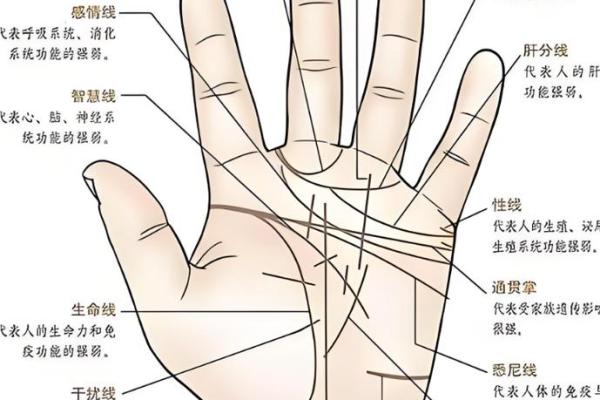 怎样看手纹给自己算命 富贵的手相 怎样看手纹给自己算命 富贵的手相