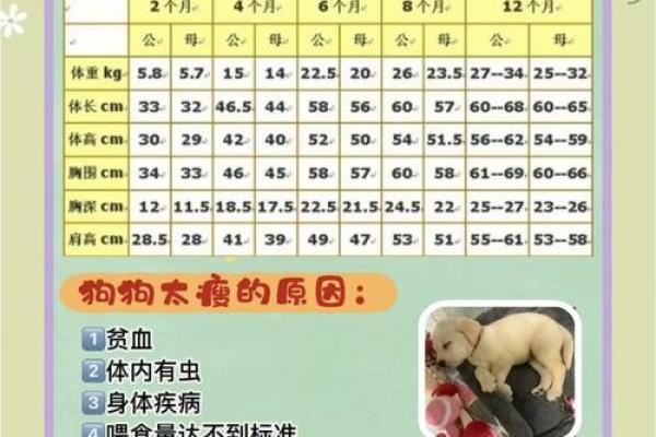 养狗生辰八字 养狗生辰八字