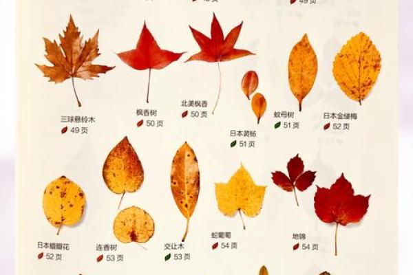 12星座代表的花，秋天的叶子是什么座