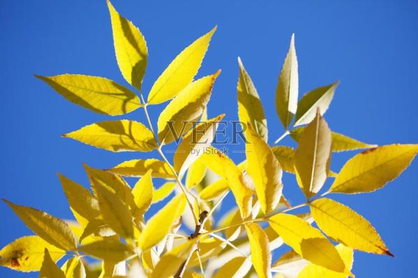 12星座代表的花，秋天的叶子是什么座