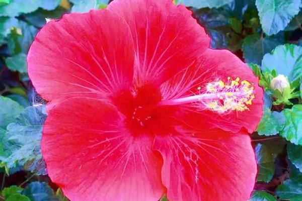 扶桑花与风水 扶桑花与风水有关吗 扶桑花与风水 扶桑花与风水有关吗