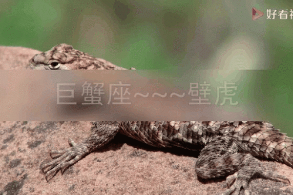 适合十二星座的蜥蜴