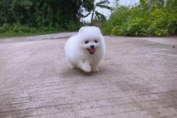 十二星座儿童最适合养什么茶杯犬呢