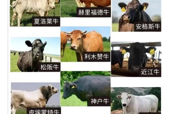 十二星座适合养的牛