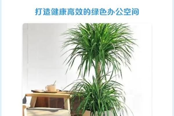 龙血树的寓意与风水作用 龙血树的寓意与风水作用