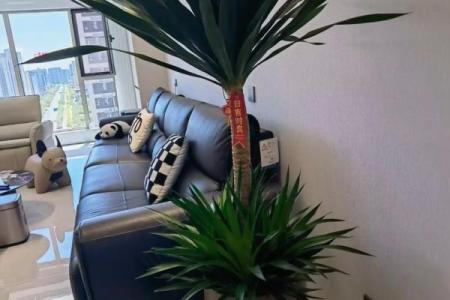 龙血树的寓意与风水作用