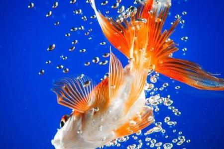 仓房养鱼风水好吗