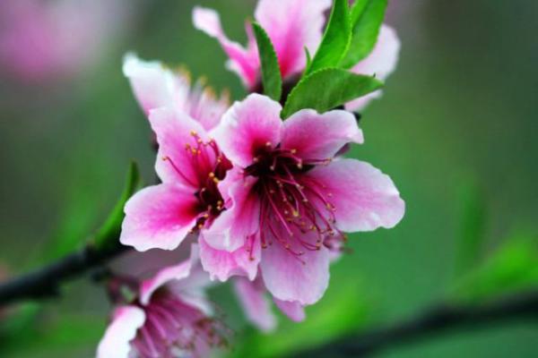 玛法达12星座一周星座运势 1.24-1.30 玛法达12星座一周星座运势 1.24-1.30