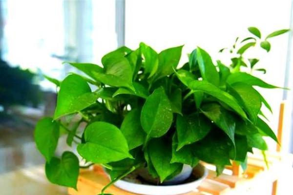 办公室风水：十二生肖最配的绿色植物有哪些？