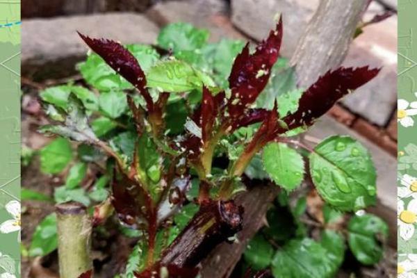 风水上十大不吉利花是哪几种