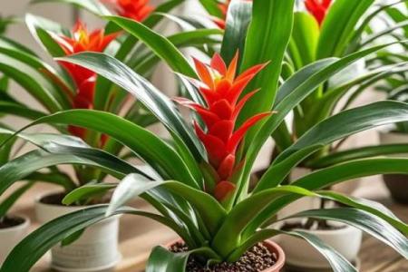 风水旺财_客厅旺财植物有哪些呢