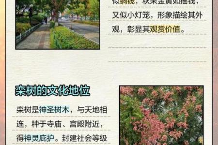 农村风水树有哪些禁忌及注意事项