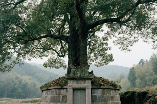 风水鬼故事之坟头怪树 风水鬼故事之坟头怪树