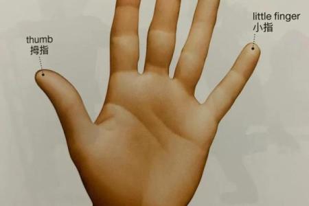 手指算命，手指长短判断一个人的个性