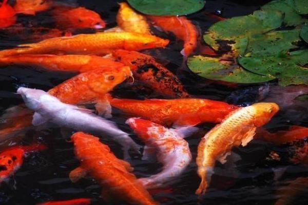 塔罗测试：活捉锦鲤！好运究竟离你有多远？