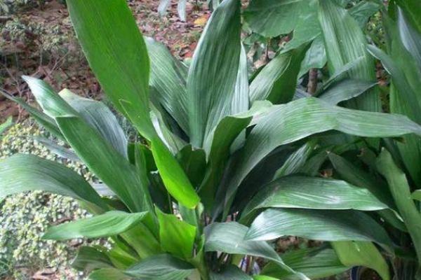 干旱之地观音救打一肖