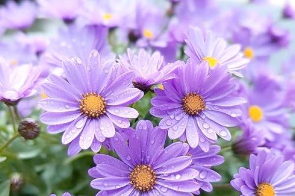 雏菊的星座特点及性格解析,你知道吗? 雏菊的星座特点及性格解析,你知道吗?