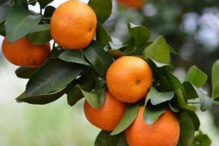 风水死人上供忌讳摆放什么水果