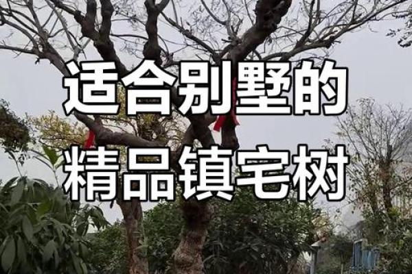四大镇宅之树是哪四款风水树 四大镇宅之树是哪四款风水树