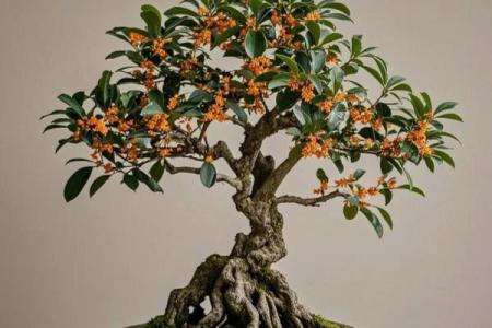 四大镇宅之树是哪四款风水树