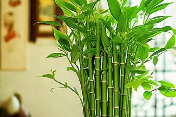 假花摆放在房屋里哪里不会影响到风水呢 假花摆放在房屋里哪里不会影响到风水呢