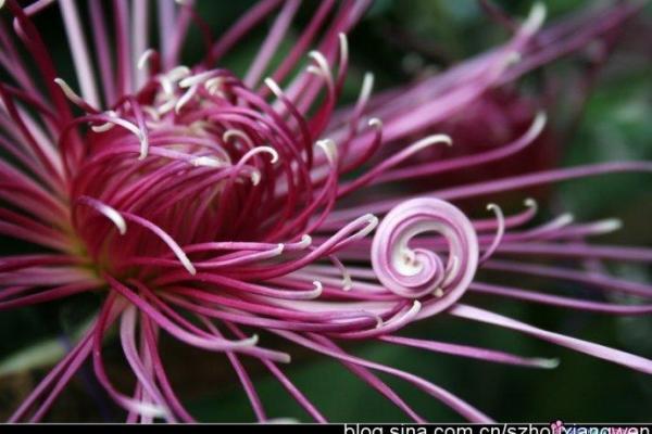 天后灵签陶渊明赏菊解签