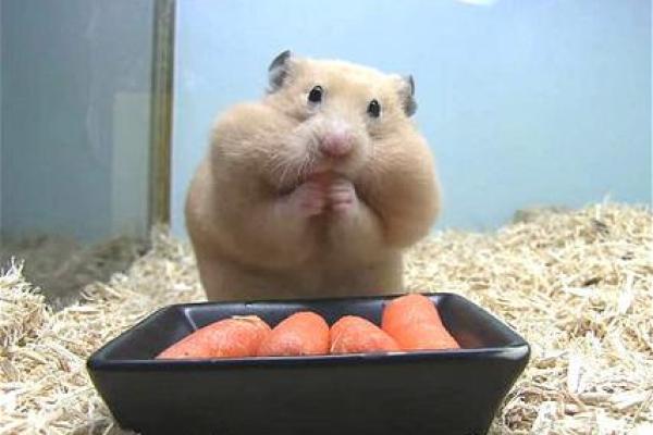 家里养仓鼠对风水好吗