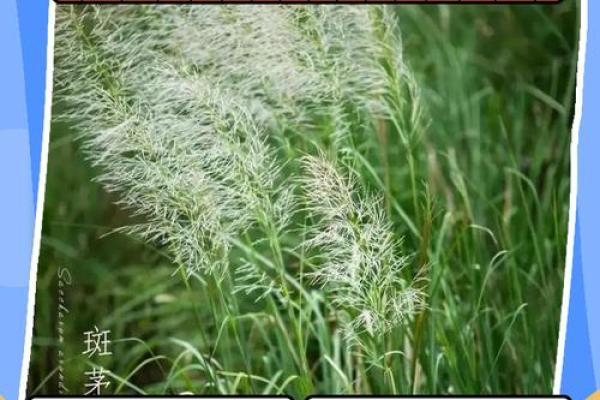 芦苇风水讲解 芦苇风水讲解