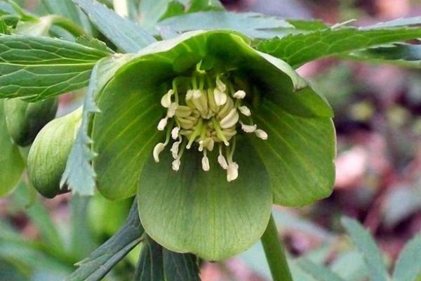 3月5日生日花语：绿菟葵，3月5日是什么星座？