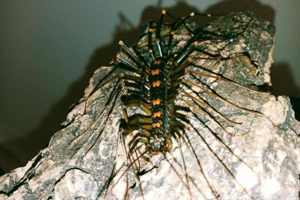 蚰蜒风水之说 蚰蜒风水之说