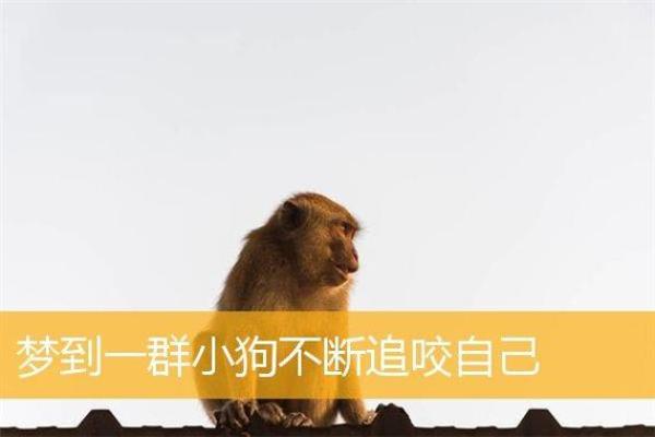 做梦梦到狗咬自己是什么预兆