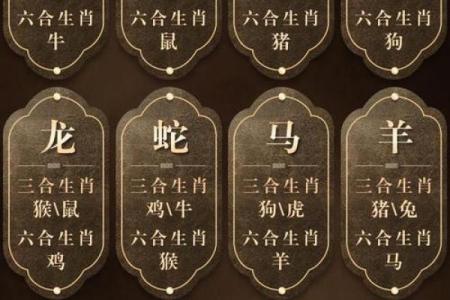 四目相对是什么生肖(四目相对是什么生肖动物)