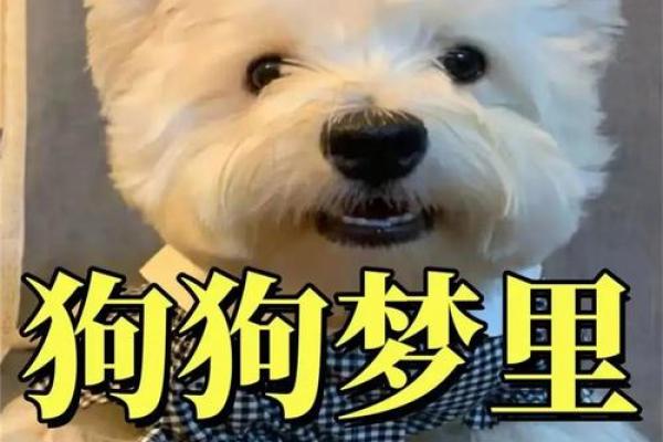 女人梦见狗