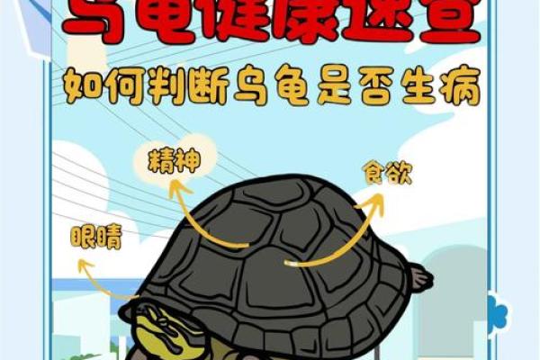 什么人不能养龟风水与属相禁忌化解