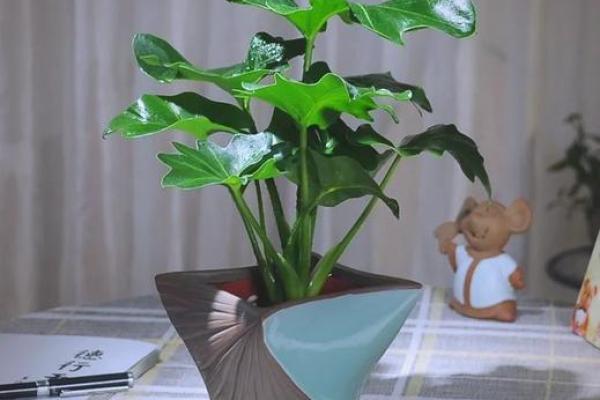 卫生间摆放植物有哪些风水讲究