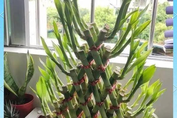 风水上富贵竹养多少颗比较旺财