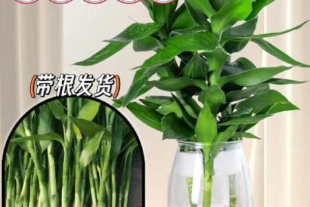 风水上富贵竹养多少颗比较旺财