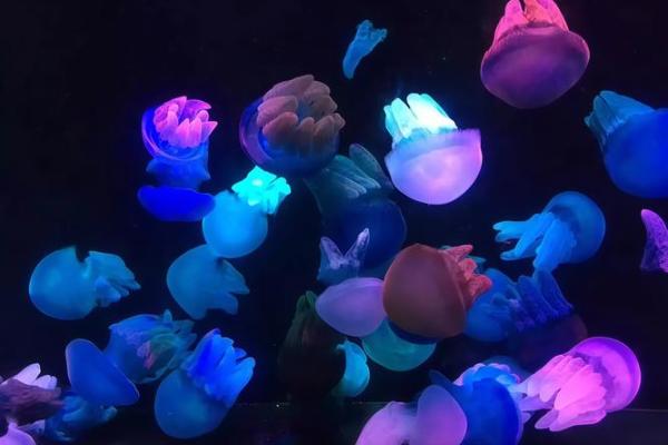 12星座喜欢哪种海洋动物