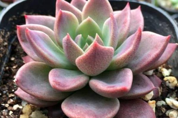 12星座最喜欢哪几种多肉植物