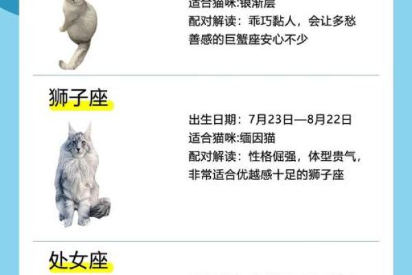 12星座射手座适合养什么猫