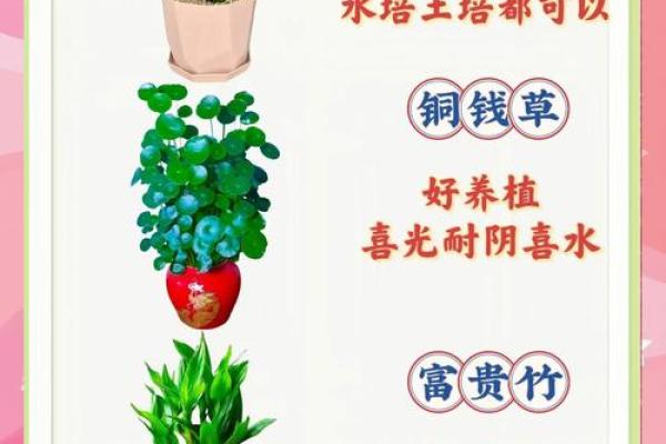 园林风水_家居养花有哪些禁忌