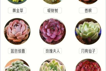 12星座最喜欢哪几种多肉植物
