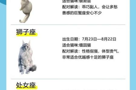 12星座射手座适合养什么猫