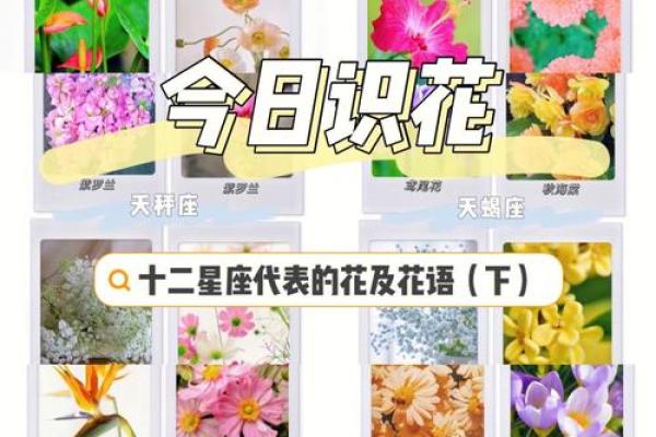 十二星座的专属花都有哪些呢